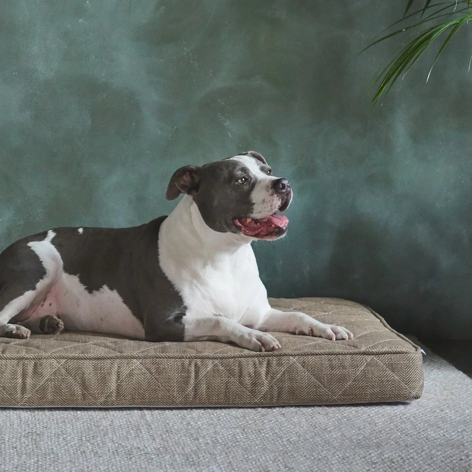 Dog Beds