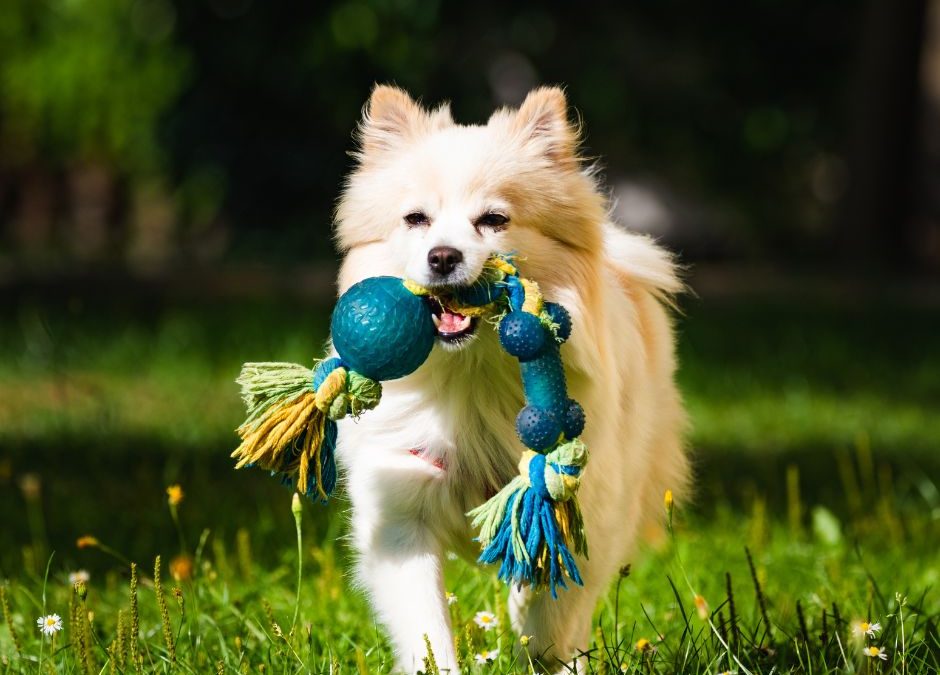 Dog Toys